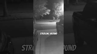 The Tragic Mystery of Tristyn Bailey's Disappearance😳😱 #shorts #truecrime Wealth