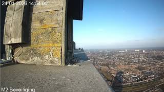 Download Lagu Tilburg mating peregrines 21 jan 2026 MP3