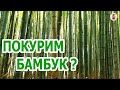 Японский лес Арашияма — Видео о Японии от Пан Гайджин