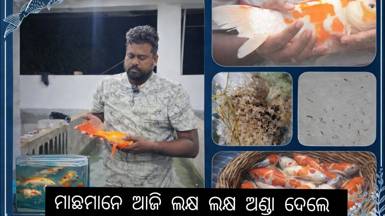 ଆଜି ମାଛ ମାନେ ଅଣ୍ଡା ଦେବେ #fish farming#fishbreeding 