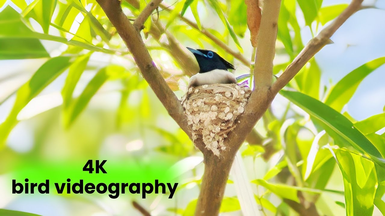 Indian most talented bird videography