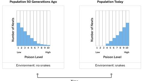 VIDEO GUIDE: Newt Population Histogram