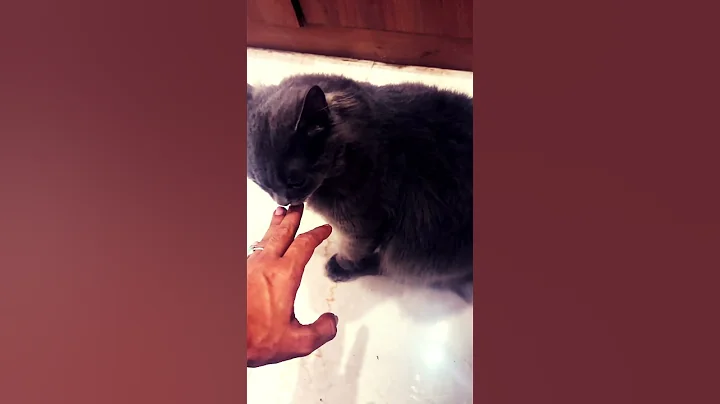 Video 6380111: meowed catlover munchkin kitty, cat kitten kitty munchkin, munchkin cat animals