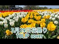 【3月29日花曇り】TULIP cover ゴエ♪音楽部