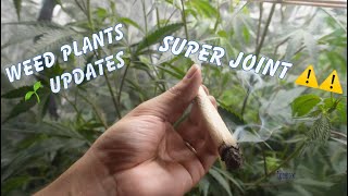 Rolling Up a Super Charged Joint + Weed Plants Update !!! They grew so much !!!