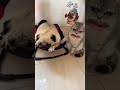 Sabko Maad Dunga Cat Funnyshorts Catlover Comedy Bangadbilla Dog Sabko Maad Dunga Cat Funnyshorts Catlover Comedy Bangadbilla Dog