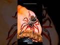 Wolf spider #sciencefacts #facts