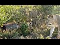 Lions VS Warthog. Lion cubs learn to hunt. Warthog fights back. - Nico Brits