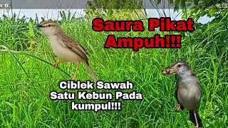 SUARA PIKAT CIBLEK SAWAH / KLIK KLIK PALING AMPUH..