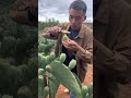 Cactus #fruit #farming #satisfying