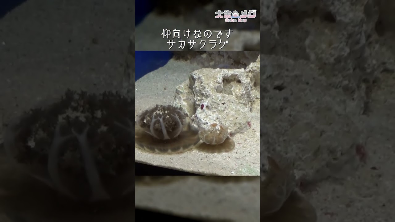 サンシャイン水族館 仰向けなのです サカサクラゲ Shorts Youtube サンシャイン水族館 仰向けなのです サカサクラゲ Shorts Youtube