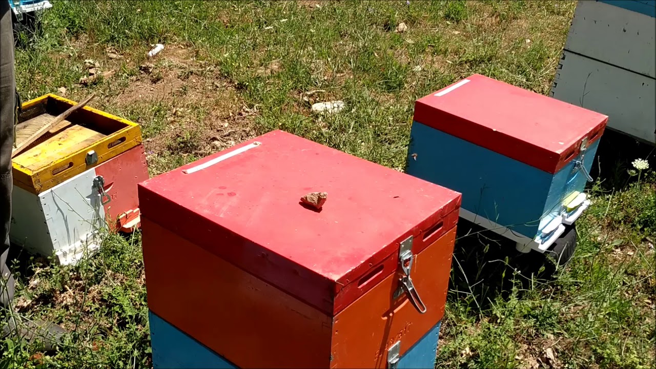 Τρύγος καστανιάς 2020