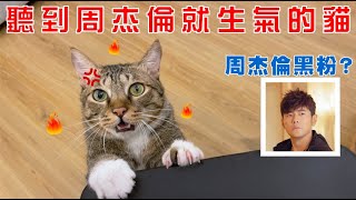 【豆漿俊榮日常】討厭周杰倫的貓咪