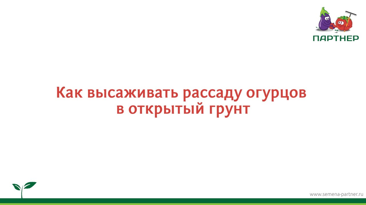 Как высаживать рассаду огурцов в открытый грунт