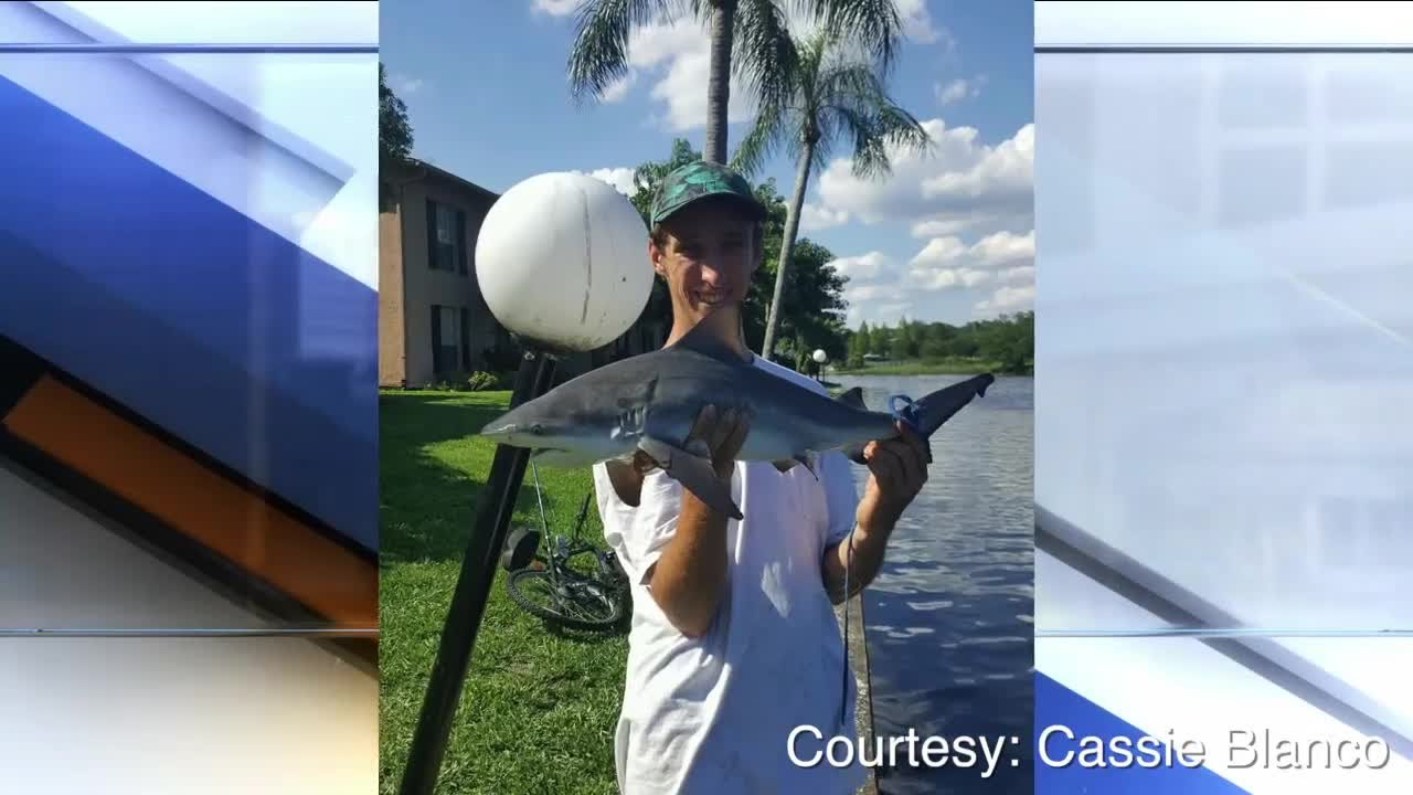 Tampa residents shocked to find bull sharks in Hillsborough River ...