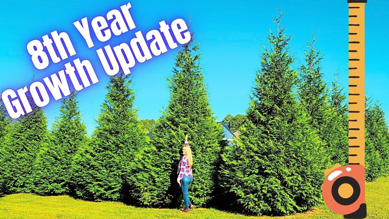 EVERGREEN 486 UPGRADE 未開封 動作未確認 8th Year Growth Update Thuja Green Giant Arborvitae Trees | 2026
