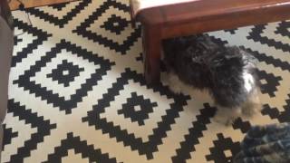 Havanese playing with her new toy
