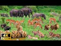 4K African Wildlife: Hwange National Park - Amazing African Wildlife Footage with Real Sounds in 4K