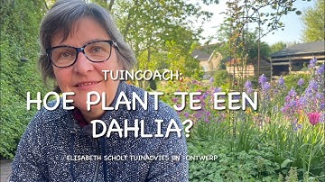 ZO PLANT JE EEN DAHLIA