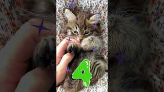 Counting From 1 To 10 With Cat Numbers For Toddlers Counting Fun