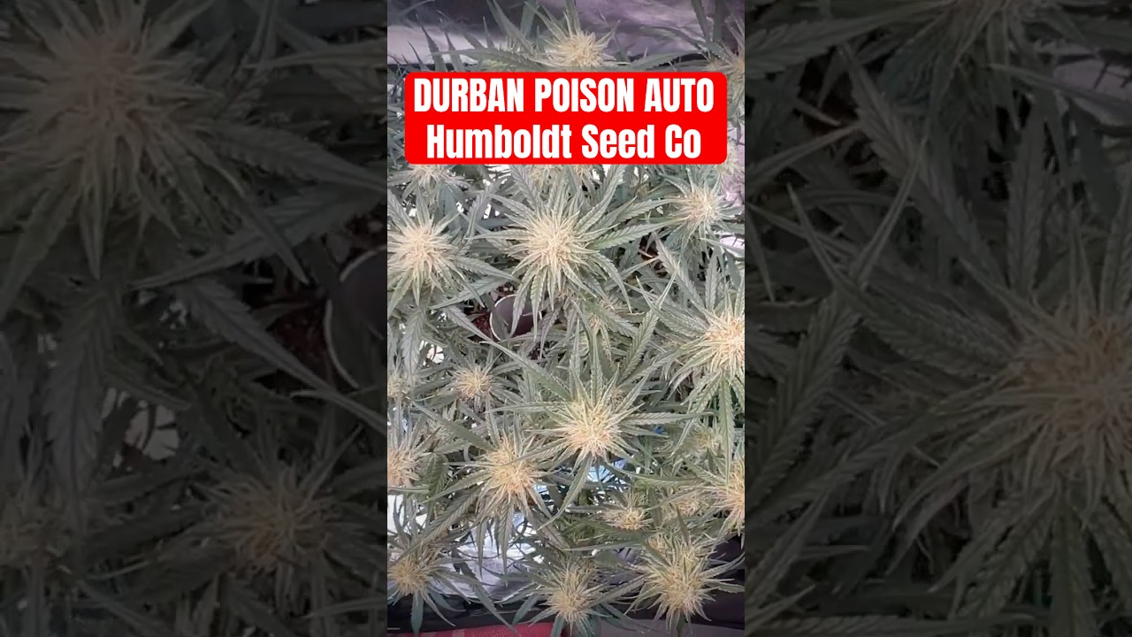 Bud Sites Sights / Durban Poison Auto / HumboldtSeedCo