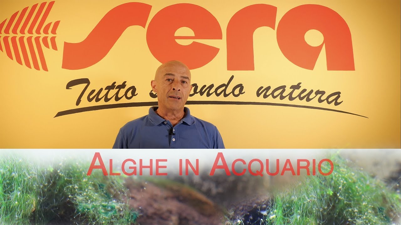 Alghe in Acquario - YouTube