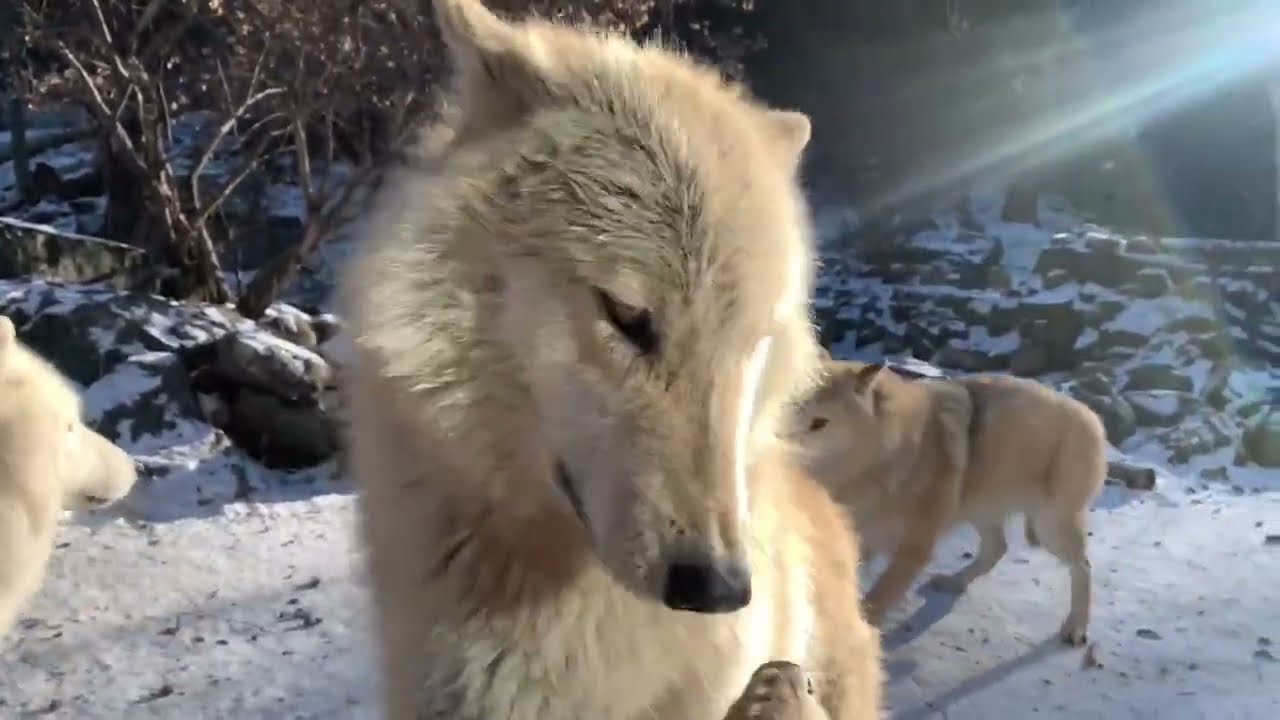 WC Pack Update - 15 December 2023