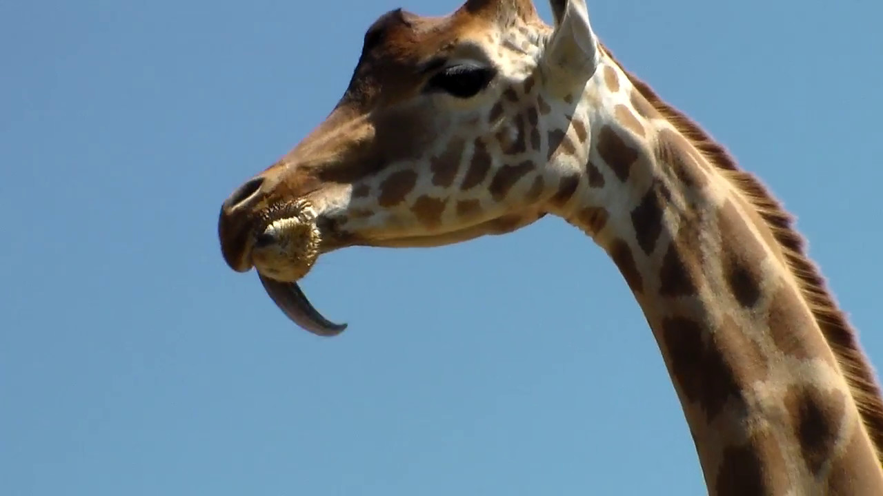 Girafe Qui Tire La Langue Zoo Giraffe Tongue Lengua De Jirafa