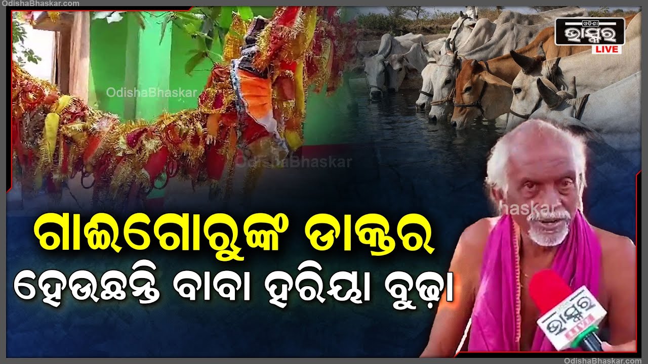 ଗାଇ ବାଛୁରୀଙ୍କ ପାଇଁ ଡାକ୍ତର ସାଜିଛନ୍ତି ବାବା ହରିୟା ବୁଢା I