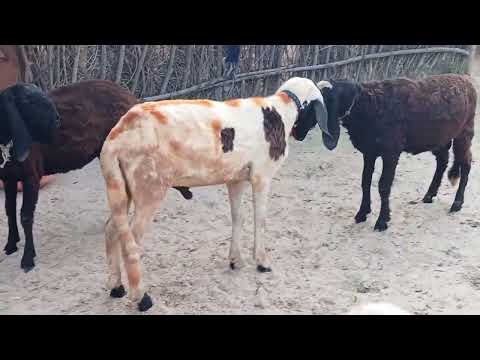 bhed bakri black and white 🐑 - YouTube