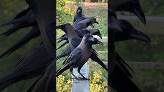 Ravens Are Really Problem Solving🥵 Day-58