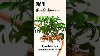 MANÍ | #alimentos #food #comida #agrobiodiversidad #agro #agriculture #sostenibilidad #mundo #shorts