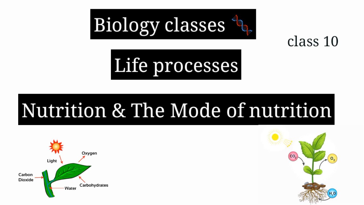 case study questions on nutrition class 10