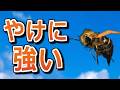 【SkyrimAE】ペラペラ盗っ人キャット Part10【ゆっくり実況プレイ】