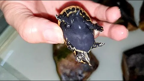 被鱉咬到會怎樣【珍珠鱉】 - 天天要聞