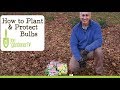 How to Plant and Protect Flower Bulbs