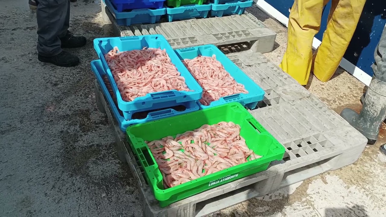 PUERTO DE CALPE - LLEGADA DE LOS BARCOS DE PESCA A LA LONJA DEL PESCADO - GAMBA FRESCA..