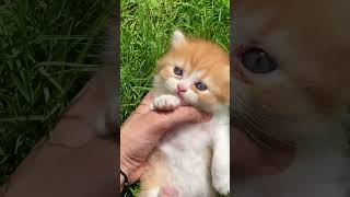 Cutest Kitty♥️😍💗#cat #kitten #love #animals #catlover #uk #usa #cute #cutebaby #pets #pakistan Resimi