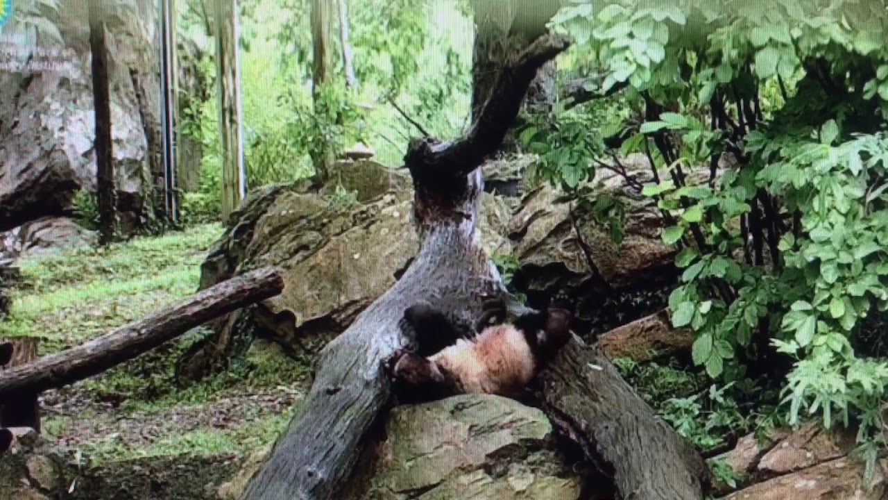 Smithsonian National Zoo Can I get a hand please? YouTube