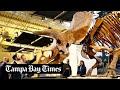 Big John, world’s largest triceratops, finds home at Glazer Children’s Museum