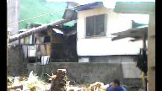 coconut tree fell in our neighbor's house