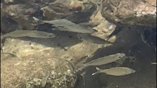 TIDEPOOLS & FISH SCHOOLS