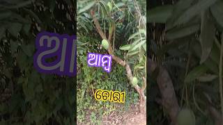 ଆମ ବାଡି ଆମ୍ବ କିଏ ଖାଇବ ଆସ #shortvideo  #daly  #minivlog #villagelifestyle #odiabohugudi #lifestyle