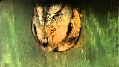 Bird Man Mel  Attracting Owls