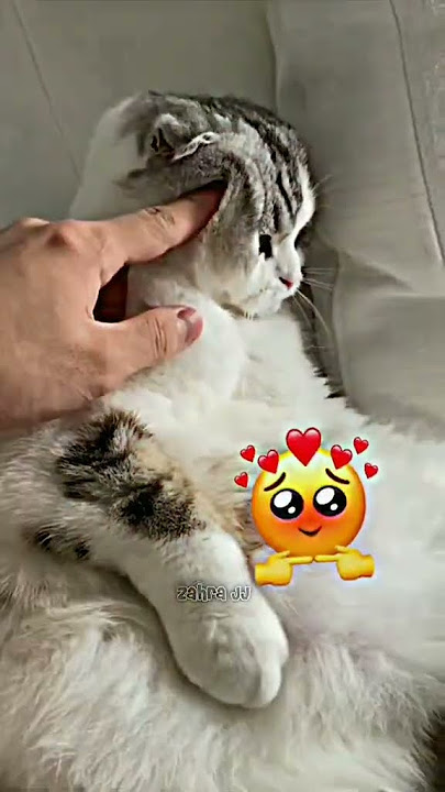 JJ Kucingg lucu Ngambek 😭🤣 . Cr ? : Tiktok #fypシ #kucinglucu
