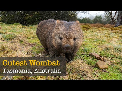 Video: Tasmanien Beder Turister Om At Stoppe Med At Genere Wombats