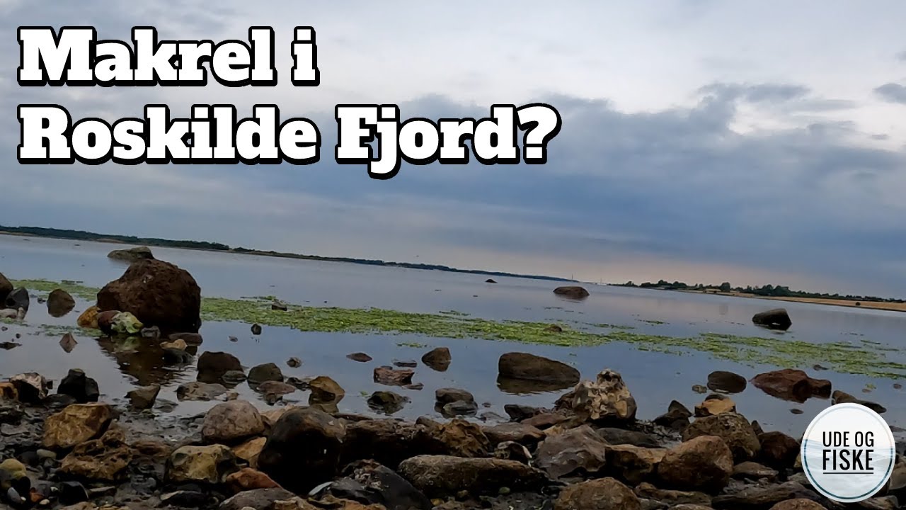 På jagt efter havørreder og makrel i Roskilde Fjord | Er der fisk derude?