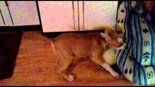 Bruu, 4 Months Old Amstaff Puppy