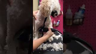 Mated Maltipoo spins like a MANIAC for grooming MATTS HURT! by My Favorite Groomer 1,535 views 3 months ago 1 minute, 8 seconds