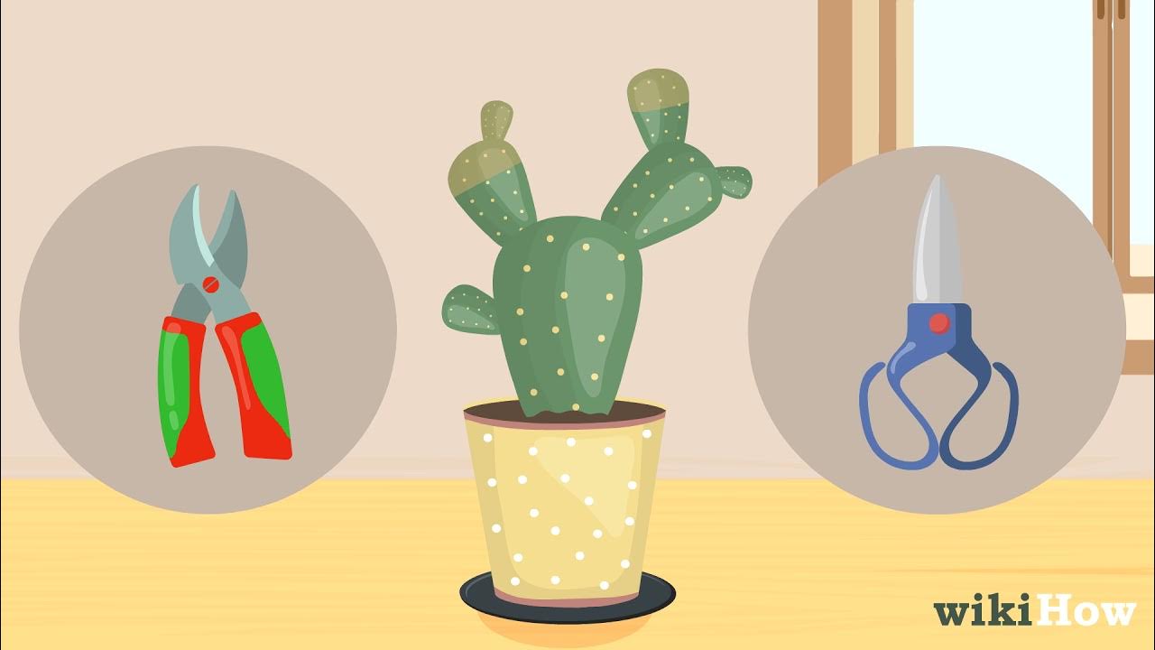 How to Save a Dying Cactus YouTube
